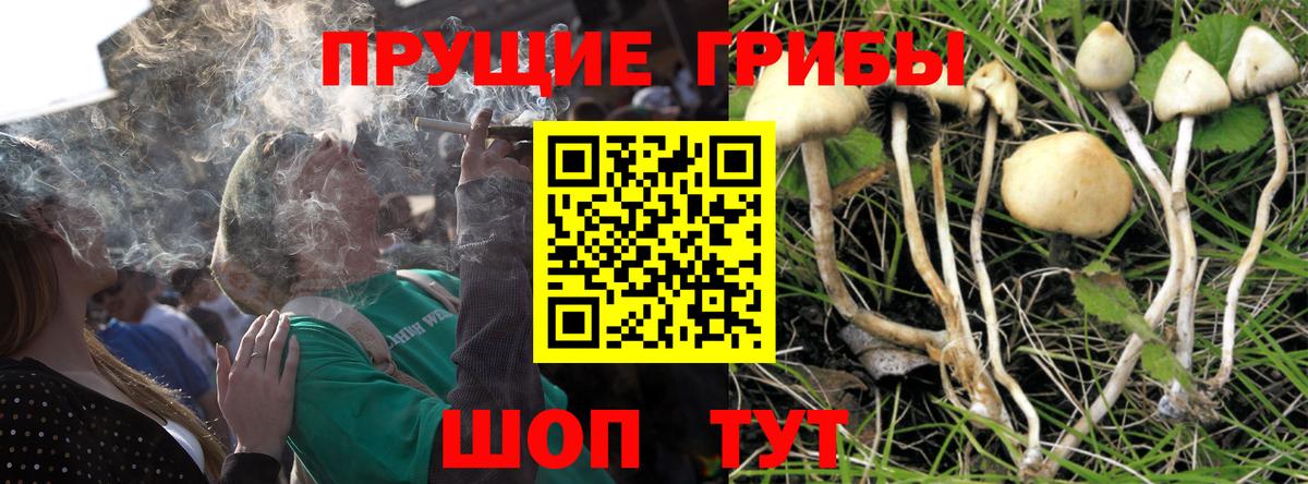 Борзя  Галлюциногенные грибы Psilocybine cubensis  Псилоцибиновые грибы GOLDEN TEACHER  Вход с VPN 
